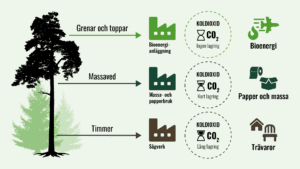 Översikt över hur trädens delar blir produkter. Grenar och toppar går till bioenergianläggningar och blir bioenergi - ingen koldioxidlagring. Massaved går till massa- och pappersbruk och blir till papper och massa - kort koldioxidlagring. Från trädets nedre del gör man timmer i sågverk, och av dessa görs trävaror - lång koldioxidlagring.